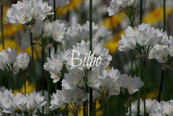 Choosing the Right Font: How Bilbo Enhanced My Website’s Design